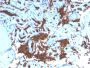 Glycophorin A / CD235a (Erythrocyte Marker)(GYPA/3219R), Biotin conjugate, 0.1mg/mL