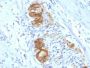 CD56 / NCAM(123C3.D5), 0.2mg/mL