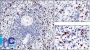 CD57 / B3GAT1(NK-1), 0.2mg/mL