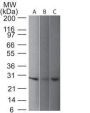 pgp9.5 (UCHL-1)(31A3), 0.2mg/mL