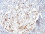 CD57 / B3GAT1(HNK-1), 0.2mg/mL