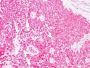 S100B(4C4.9), 0.2mg/mL