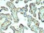Moesin(MSN/492), 0.2mg/mL
