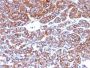 Moesin(MSN/492), 0.2mg/mL