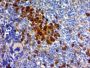 CD63(MX-49.129.5), 0.2mg/mL