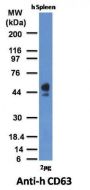 CD63(MX-49.129.5), 0.2mg/mL