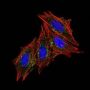 CD63(MX-49.129.5), 0.2mg/mL