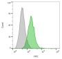 CD63(MX-49.129.5), 0.2mg/mL
