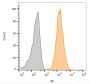 CD63(MX-49.129.5), 0.2mg/mL