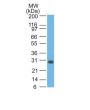 bcl-x(BX006 + 2H12), 0.2mg/mL