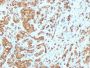 MART-1 / Melan-A(MLANA/788), 0.2mg/mL