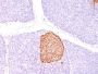 Chromogranin A(CHGA/798), 0.2mg/mL