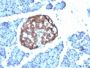 Chromogranin A(CHGA/798), 0.2mg/mL