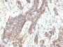 Cyclin D1(CCND1/809), 0.2mg/mL