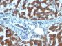 Retinol Binding Protein-1(RBP/872), 0.2mg/mL
