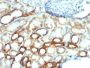 Mitochondrial Marker(AE-1), 0.2mg/mL