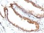 Double Stranded DNA (dsDNA)(DSD/958), 0.2mg/mL