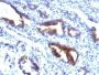 Mucin 3(M3.1), 0.2mg/mL