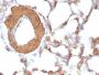 Muscle Specific Actin(HHF35 + MSA/953), 0.2mg/mL