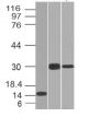 CELA3B(CELA3B/1218), 0.2mg/mL
