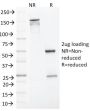 MLH1 (MutL Homolog 1)(MLH1/1324), 0.2mg/mL