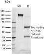 SREBP1(SREBP1/1578), 0.2mg/mL