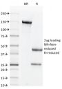CD44v6 (Marker of Tumor Metastasis)(2F10), 0.2mg/mL