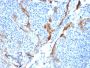Cytokeratin 16 (KRT16) (Suprabasal Keratinocyte Marker)(KRT16/1714), 0.2mg/mL