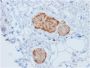 Chromogranin A / CHGA (Neuroendocrine Marker)(rCHGA/777), 0.2mg/mL