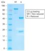Human IgG4 (Ig Heavy Constant Gamma 4) (G4m Marker) (IGHG4/2042R), 0.2mg/mL