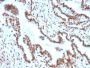 TLE1 (Synovial Sarcoma Marker) (TLE1/2051), 0.2mg/mL