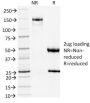 TLE1 (Synovial Sarcoma Marker) (TLE1/2051), 0.2mg/mL