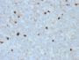 Human IgM (Immunoglobulin Mu Heavy Chain) (B-Cell Marker)(R1/69), 0.2mg/mL