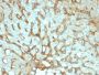 Albumin (Transport Protein) (ALB/2144), 0.2mg/mL
