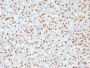 PU.1 (SPI-1) (B-Cell Marker) (PU1/2146), 0.2mg/mL