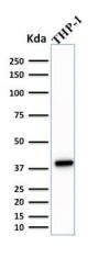 PU.1 (SPI-1) (B-Cell Marker) (PU1/2146), 0.2mg/mL