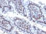 PU.1 (SPI-1) (B-Cell Marker) (PU1/2146), 0.2mg/mL