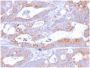 CD86 (Dendritic Cells Maturation Marker)(C86/2160R), 0.2mg/mL
