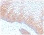 E-Cadherin (CDH1) / CD324 (Intercellular Junction Marker) (CDH1/2208R), 0.2mg/mL