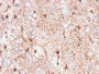 GFAP (Astrocyte & Neural Stem Cell Marker) (rASTRO/789), 0.2mg/mL
