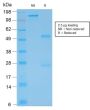 GFAP (Astrocyte & Neural Stem Cell Marker) (rASTRO/789), 0.2mg/mL