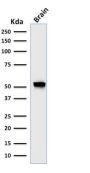 GFAP (Astrocyte & Neural Stem Cell Marker) (rASTRO/789), 0.2mg/mL