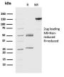 Geminin / DNA Replication Inhibitor(CPTC-GMMN-1), 0.2mg/mL