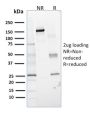 Lactoylglutathione Lyase(CPTC-GLO1-1), 0.2mg/mL