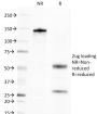 CD269 / TNFRSF17 / BCMA (B-Cell Maturation Protein) (BCMA/2366), 0.2mg/mL
