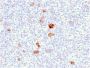 Bcl-X (Apoptosis Marker)(BCL2L1/2406), 0.2mg/mL