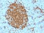 BOB.1 (B-Cell Marker)(BOB1/2421), 0.2mg/mL