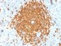 BOB.1 (B-Cell Marker) (BOB1/2424), 0.2mg/mL