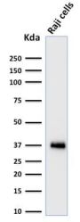 BOB.1 (B-Cell Marker) (BOB1/2424), 0.2mg/mL