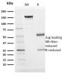 BOB.1 (B-Cell Marker) (BOB1/2424), 0.2mg/mL